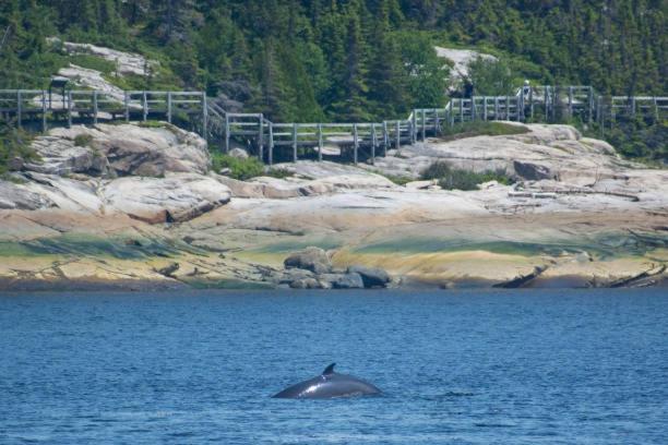 Motel De L'Anse A L'Eau Tadoussac Dış mekan fotoğraf